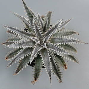 SALE!!! 3. ディッキア ★ Dyckia ML Super Wide Leaf x Bill Paylen 7eveneleaf Hybrid