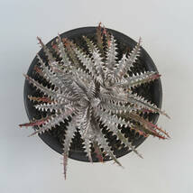 SALE!!! 3. ディッキア ★ Dyckia Donna Marie x Bill Paylen Panus Hybrid_画像1