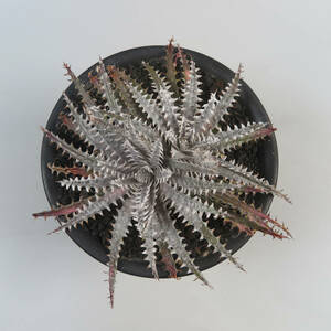 SALE!!! 3. ディッキア ★ Dyckia Donna Marie x Bill Paylen Panus Hybrid