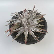 SALE!!! 3. ディッキア ★ Dyckia Donna Marie x Bill Paylen Panus Hybrid_画像4