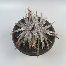 SALE!!! 3. ディッキア ★ Dyckia Donna Marie x Bill Paylen Panus Hybrid_画像5