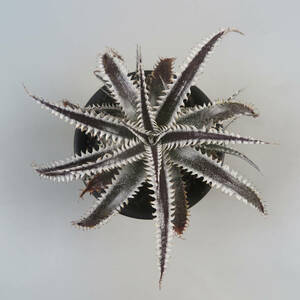 SALE!!! 4. ディッキア ★ Dyckia Tracking code FWF x Jaws #PSC202 Panus Hybrid