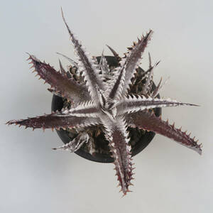 SALE!!! 8. ディッキア ★ Dyckia Bangkok Star x Heaven & Hell #PG20 Pallop Rungrussamee Hybrid