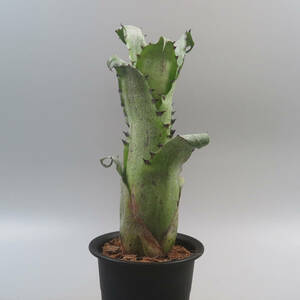 1. ホヘンベルギア ☆ Hohenbergia magnispina (Herman Prinsler) ★ タンクブロメリア