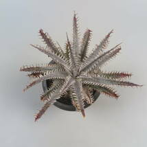 SALE!!! 12. ディッキア ★ Dyckia Nagas Bromeliad Cultivar Register (14330)_画像3