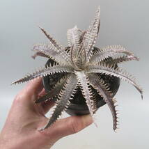 SALE!!! 5. ディッキア ★ Dyckia Nagas Bromeliad Cultivar Register (14330)_画像6