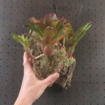 1. ネオレゲリア ☆ Neoregelia Maestra Vida (コルク付) ☆ タンクブロメリア_画像6