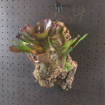 1. ネオレゲリア ☆ Neoregelia Maestra Vida (コルク付) ☆ タンクブロメリア_画像4