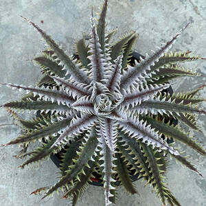 SALE!!! 5. ディッキア ★ Dyckia Hades Sueb Hybrid