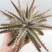 SALE!!! 5. ディッキア ★ Dyckia Hades Sueb Hybrid_画像7