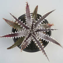 SALE!!! 14. ディッキア ★ Dyckia Swan x Immortal Sueb Hybrid 2022_画像1