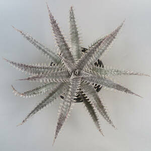 SALE!!! 15. ディッキア ★ Dyckia Mountain of Needls x Jaws Panus Hybrid