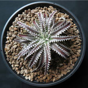 SALE!!! 16. ディッキア ★ Dyckia Hotaka Bromeliad Cultivar Register (15938)