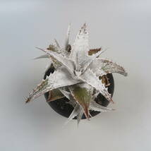 SALE!!! 24. ディッキア ★ Dyckia Iceberg Bromeliad Cultivar Register (16884)_画像3