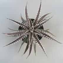 SALE!!! 25. ディッキア ★ Dyckia The End Of The Rainbow Teerasak Siripokakone Hybrid_画像1