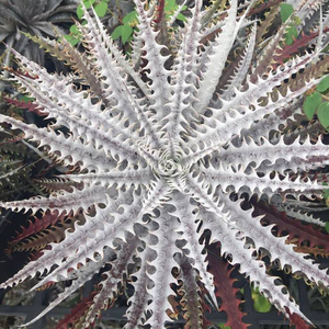 SALE!!! 26. ディッキア ★ Dyckia Hillary Bromeliad Cultivar Register (14991)