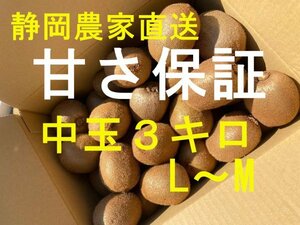 静岡農家直送　 キウイフルーツ　ヘイワード　中玉３キロL～M　27個前後　クリスマス、お正月に　ギフト　フルーツ　濃く甘！