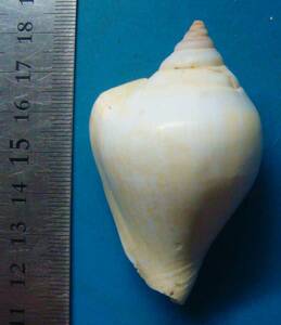 貝 標本 サザナミスイショウガイ(白色)　62mm
