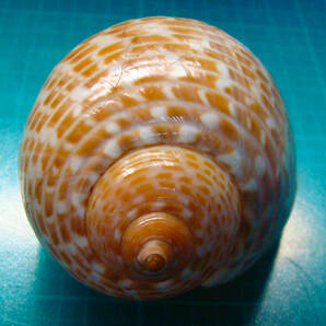 貝 標本 ウズラガイ 83mmの画像3