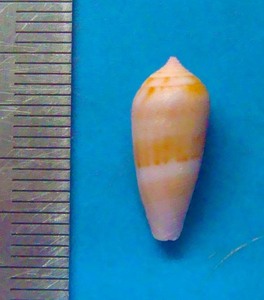 貝 標本 スイレンイモ 16mm