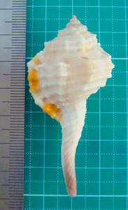 貝 標本 オナガガイ 62mm