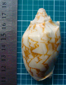 貝 標本 トウコオロギボラ 65mm
