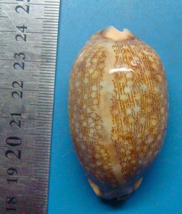 貝 標本 ホソヤクシマダカラ 58mm