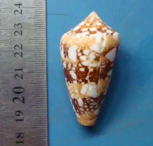 貝 標本 テンジクイモ 49mm