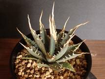 アガベ エボリスピナ Agave utahensis var. eborispina_画像6