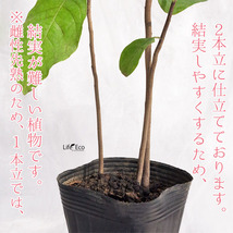 庭木・植木 ポポー（ポーポー） 3年生苗【実生】 2本立 / 4寸・約H50cm_画像4