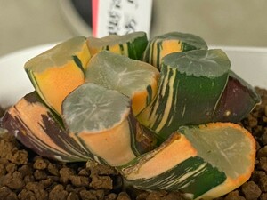 多肉植物 ハオルシア 　万象　　山の翠錦