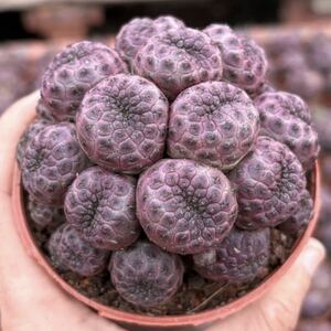 563.多肉植物 紫麗丸珍品サボテン