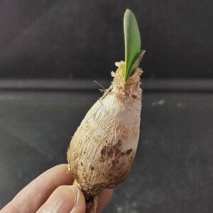 AS554 珍奇植物ブルンスビギアストリアータ（Brunsvigia striata）精選極上株