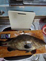 クエ　アラ　モロコ　天然　対馬　高級魚　鍋　正月　オマケ　お得_画像1