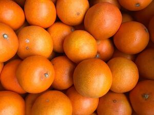 愛媛産愛姫マドンナ2.5kg×2箱=5kg ¥2580.家庭用/愛媛の自慢柑橘を全国に　甘くてみずみずしい驚きの柑橘を味わってください。愛媛から直送