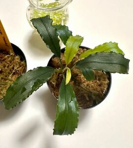 MF便 Bucephalandra sp. “Pakak4” [MF0417-6A] ブセファランドラ　パルダリウム　ビバリウム