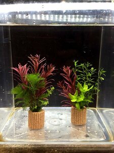 ☆置くだけ簡単レイアウト！ 水草３種植え ２個セット 吸着系多孔質ろ材ライフマルチ付き ②