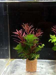 * put only easy layout! water plants 3 kind set ②+mi Nami freshwater prawn 5 pcs me Dakar aquarium .!