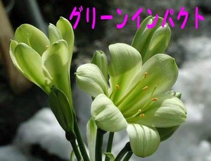 6　クンシラン　君子蘭　まぼろしの丸弁緑花グリーンインパクト　苗　２本植え　　5号ポット