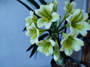 13　クンシラン　君子蘭　　最新の花　緑花同士　♀ヒラオ#7×グリーンインパクト　青軸　　5号ビニポット３本植え