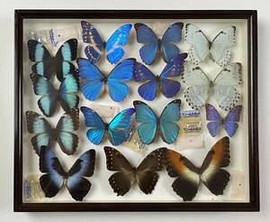 ●蝶の標本●標本⑱ コレクター旧蔵品 ドイツ箱 モルフォチョウ●外国産
