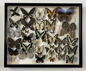 ●蝶の標本●標本⑨ コレクター旧蔵品 ドイツ箱 マダラチョウ フクロウチョウ アオスジアゲハ●外国産