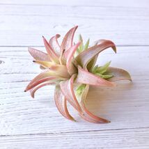 【商品説明ご確認ください】 Tillandsia ionantha var. vanhyningii giant チランジア イオナンタ バンハイニンギー ジャイアント_画像5