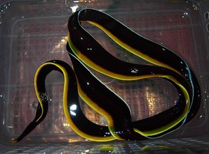ハナヒゲウツボ　リボンイール　ブラック　幼魚