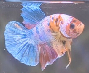 【ほっぺちゃんFARM】〈ベタ・Betta〉N-1 トロピカルマルチPK (オス♂)☆売り切り大SALE☆