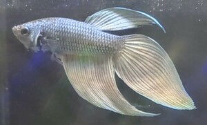 【ほっぺちゃんFARM】〈ベタ・Betta〉P-16 スチールブルー・カッパーVT (オス♂)☆売り切りSALE☆