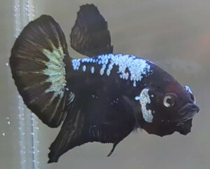 【ほっぺちゃんFARM】〈ベタ・Betta〉M-5 ブラックマンバ・サムライPK (オス♂)☆クリスマスSALE☆