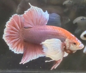 【ほっぺちゃんFARM】〈ベタ・Betta〉U-9 ラベンダー・ホワイトリム・ウルトラダンボPK (オス♂)☆売り切り大SALE☆