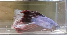 【ほっぺちゃんFARM】〈ベタ・Betta〉O-10 ラベンダーグリッセルHM (オス♂)☆売り切りSALE☆_画像8