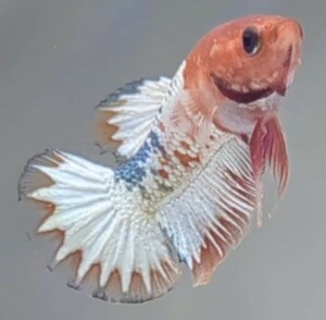 【ほっぺちゃんFARM】〈ベタ・Betta〉W-8 オレンジファンシー・カッパーヘルボーイ・スターテールPK (オス♂)☆売り切り大SALE☆